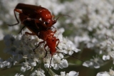 Rotgelber Weichkäfer auf Wilder Möhre (3)